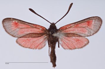 Vorschaubild Zygaena (Mesembrynus) corycia r. wiltshirei Bytinski-Salz, 1936